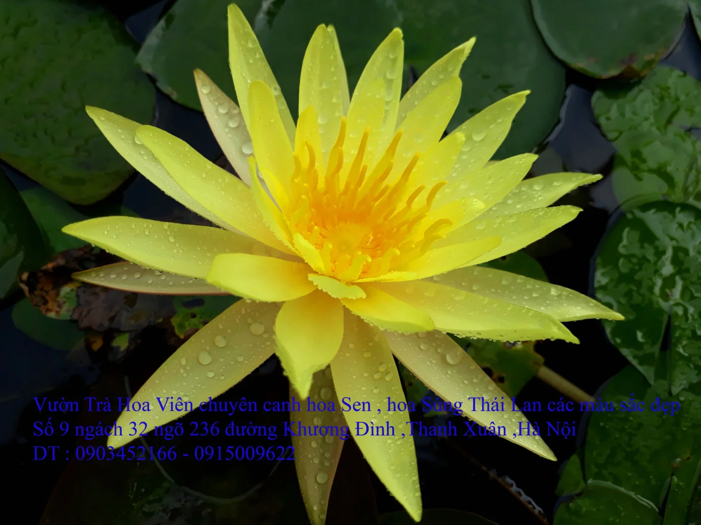 A1 Súng vàng 4.webp