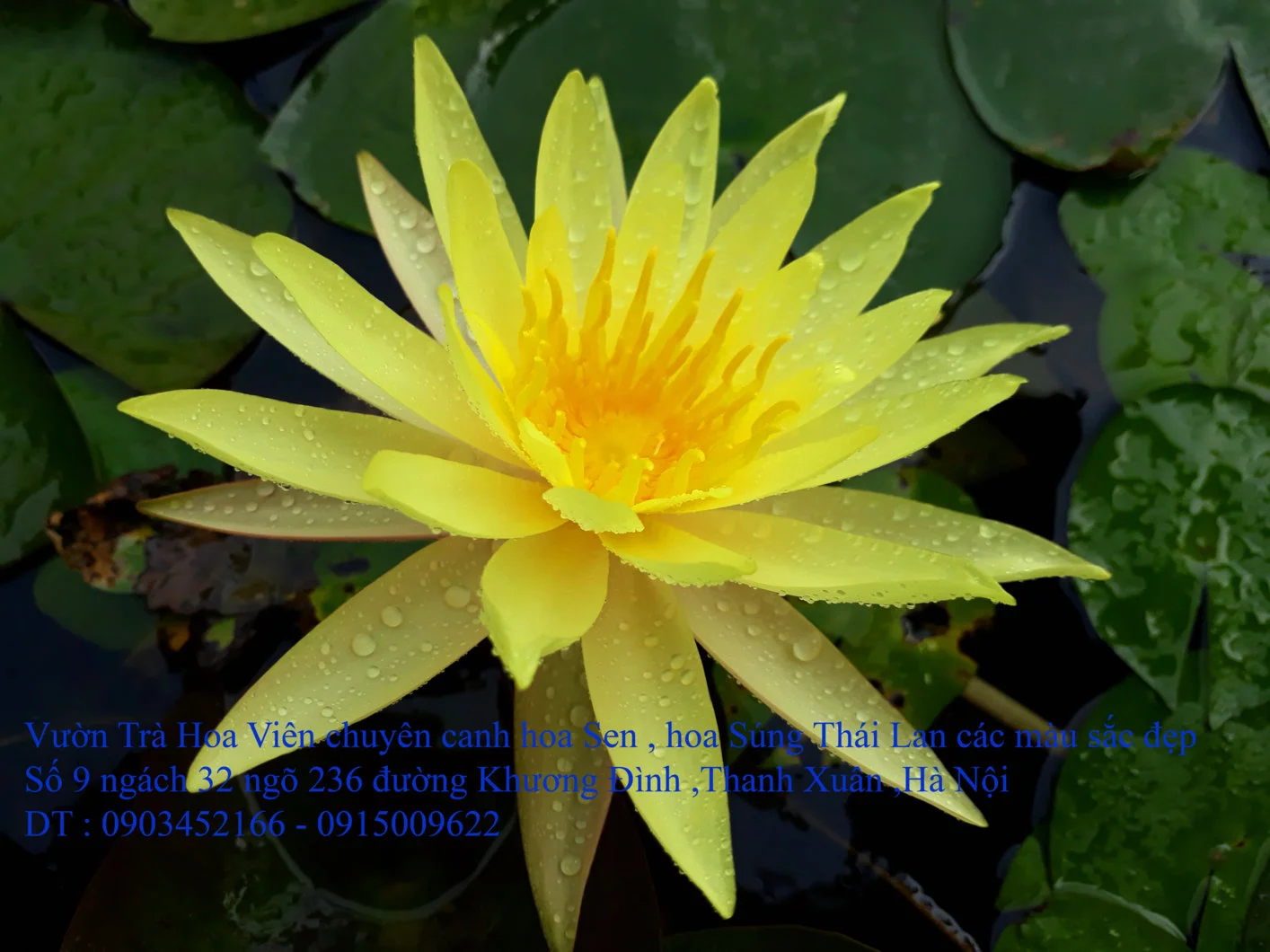 A1 Súng vàng 7.webp