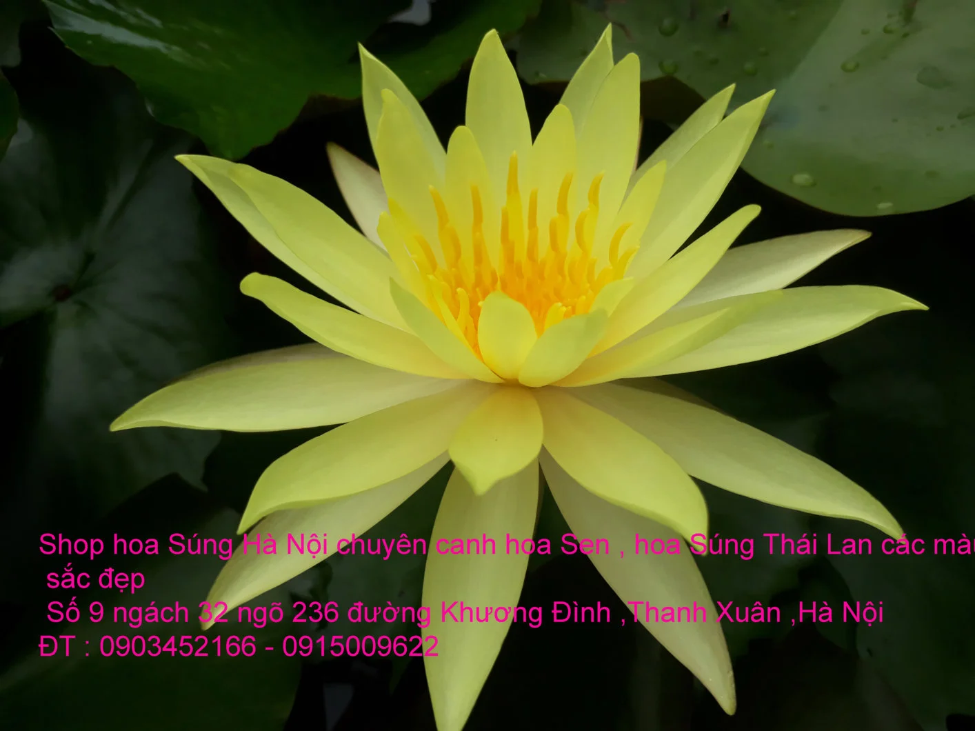 A1 Súng vàng chanh 14.webp