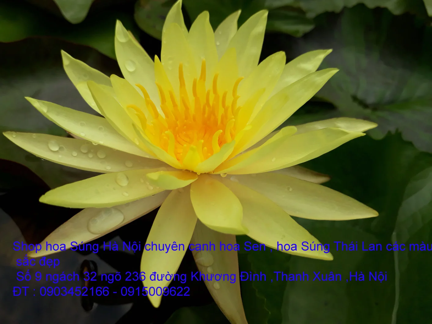 A1 Súng vàng chanh 17.webp