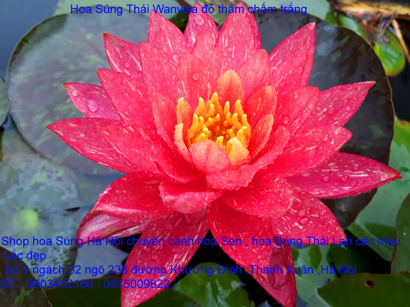 A1 Súng wanvisa 15.webp