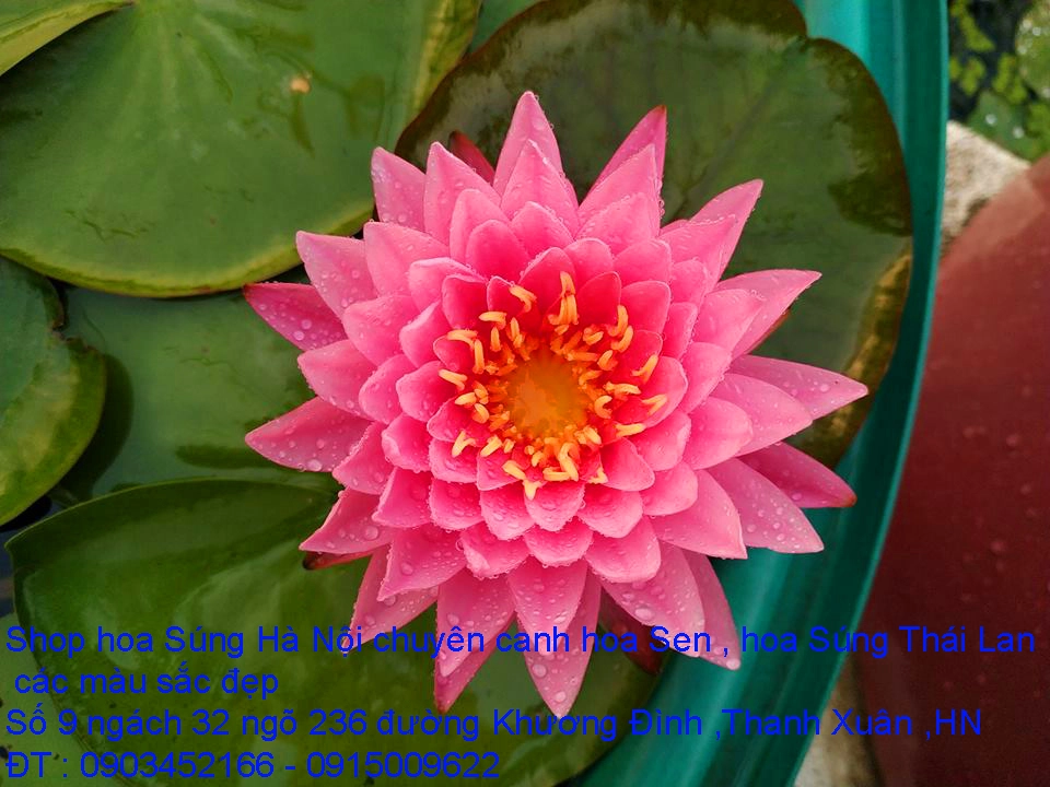 A1 Súng xác pháo 8.webp