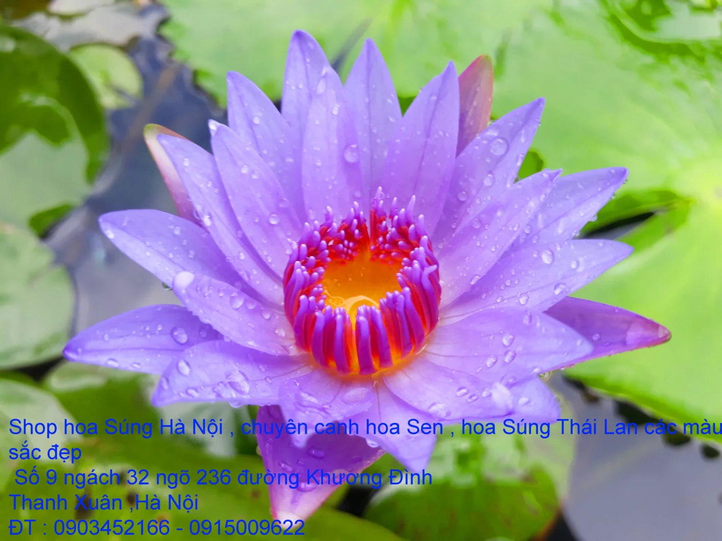 A1 Súng xanh 2.webp