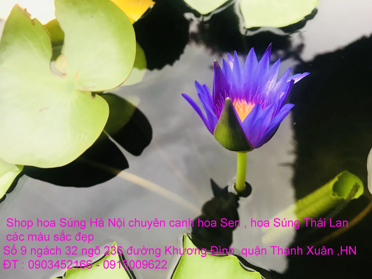 A1 Súng xanh số 4.webp