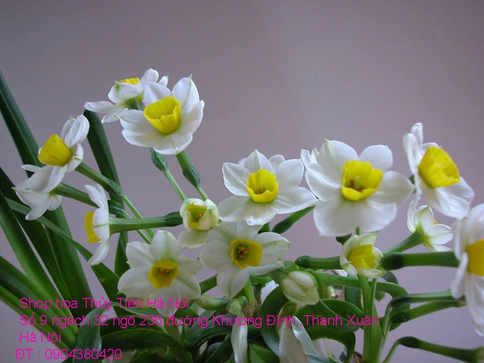 Hoa Thủy Tiên Bonsai nghệ thuật chào đón Xuân Quý Mão 2023