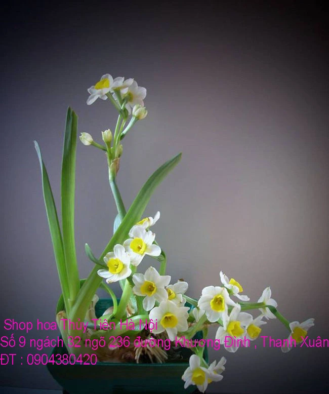 A1 Thủy Tiên 2021 8.webp