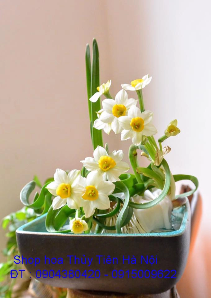 A1 Thủy Tiên mới 16.webp