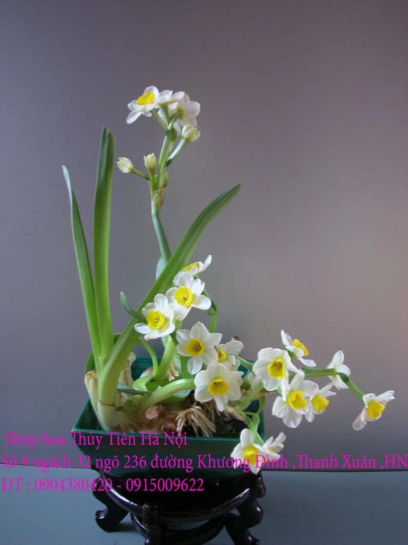 A1 Thủy Tiên Tân Sửu 1.webp