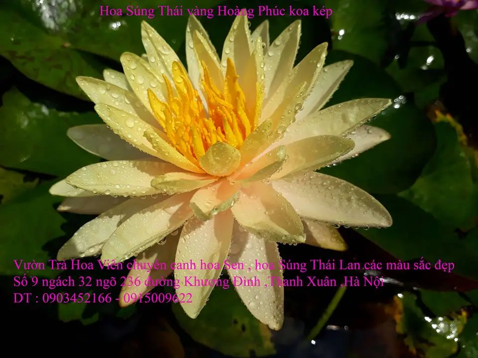 A1 Vàng Hoàng Phúc 5.webp