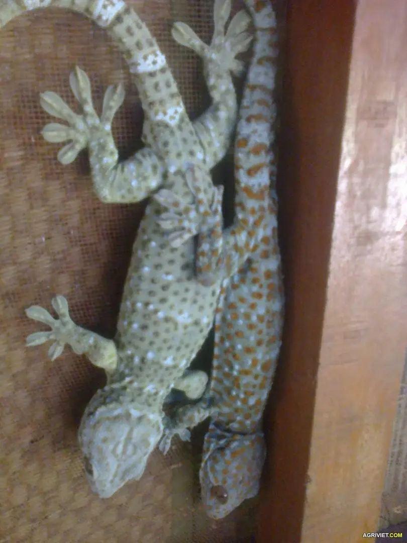 Hình ảnh so sánh giữa tắc kè miền Bắc và tắc kè miền Nam