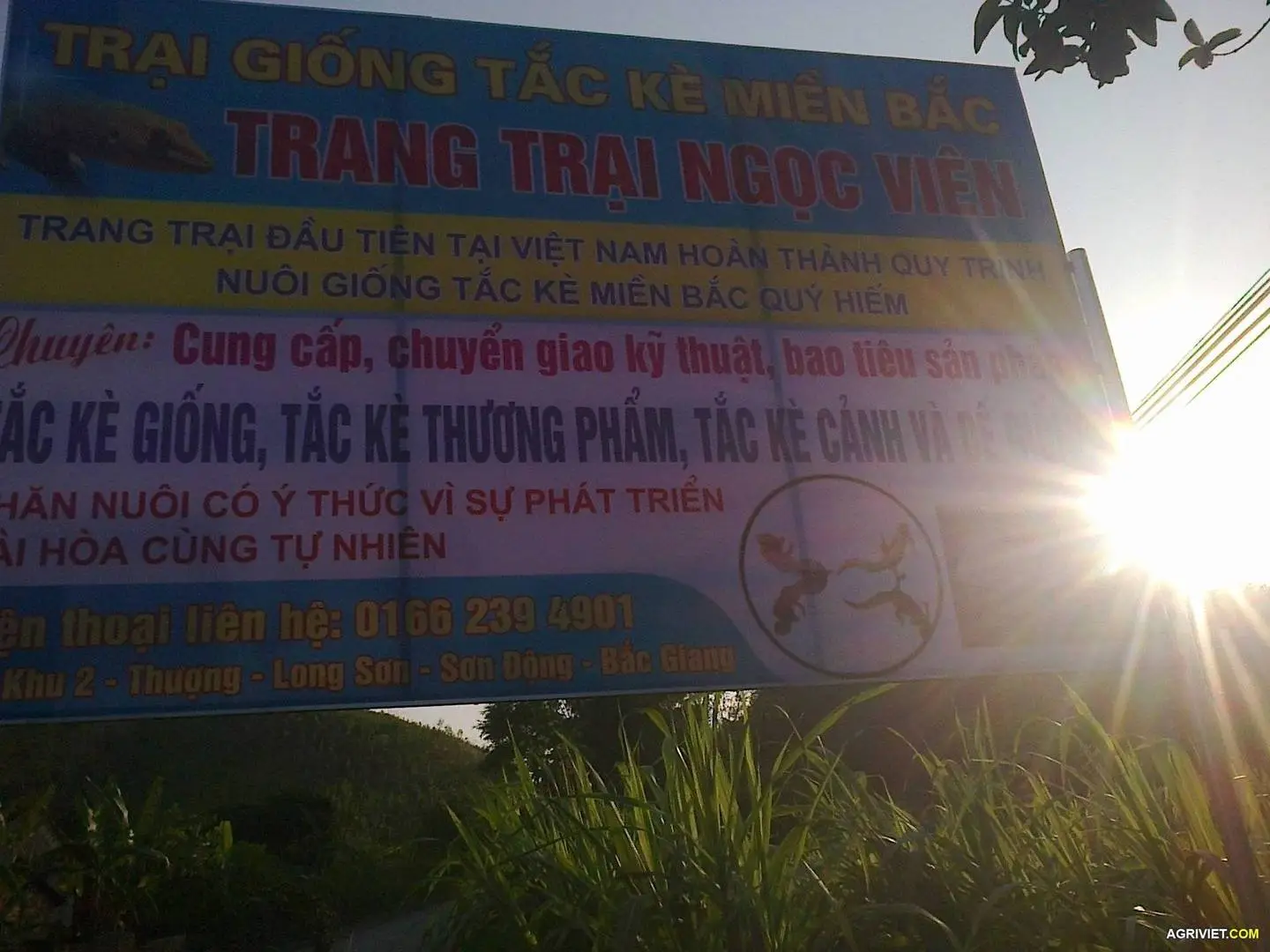 THEO DÕI NHÓM CHỈ TIÊU VỀ SINH TRƯỞNG, PHÁT TRIỂN VÀ HIỆU QUẢ KINH TẾ TRONG CHĂN NUÔI TẮC KÈ