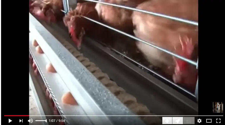 [Hỏi] Xây hệ thống máng ăn băng chuyền tự động cho gà