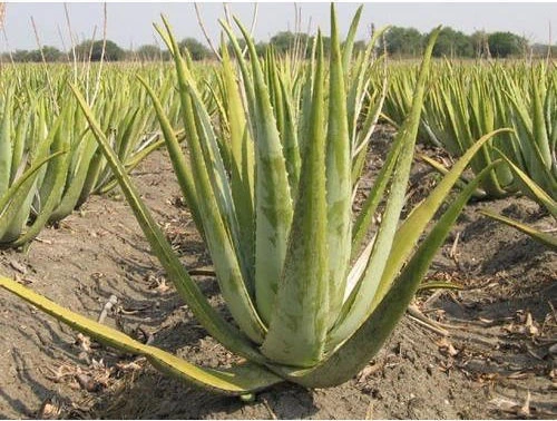 aloe-vera-plants-500x500.webp
