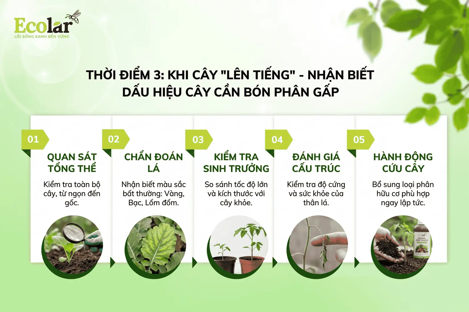 an-biet-dau-hieu-cay-can-bon-phan-gap_c54ff8a3fea6462895c427b628df99c2.webp