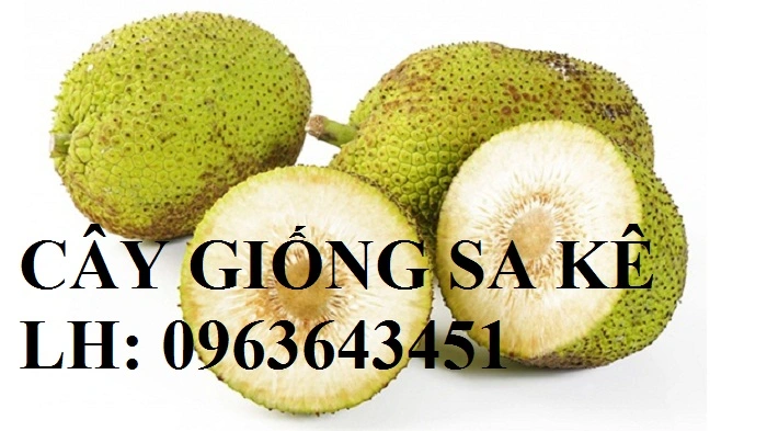 an-qua-sa-ke-giup-chong-oxy-hoa-bao-ve-tim-mach-va-chong-ung-thu11476075254.webp