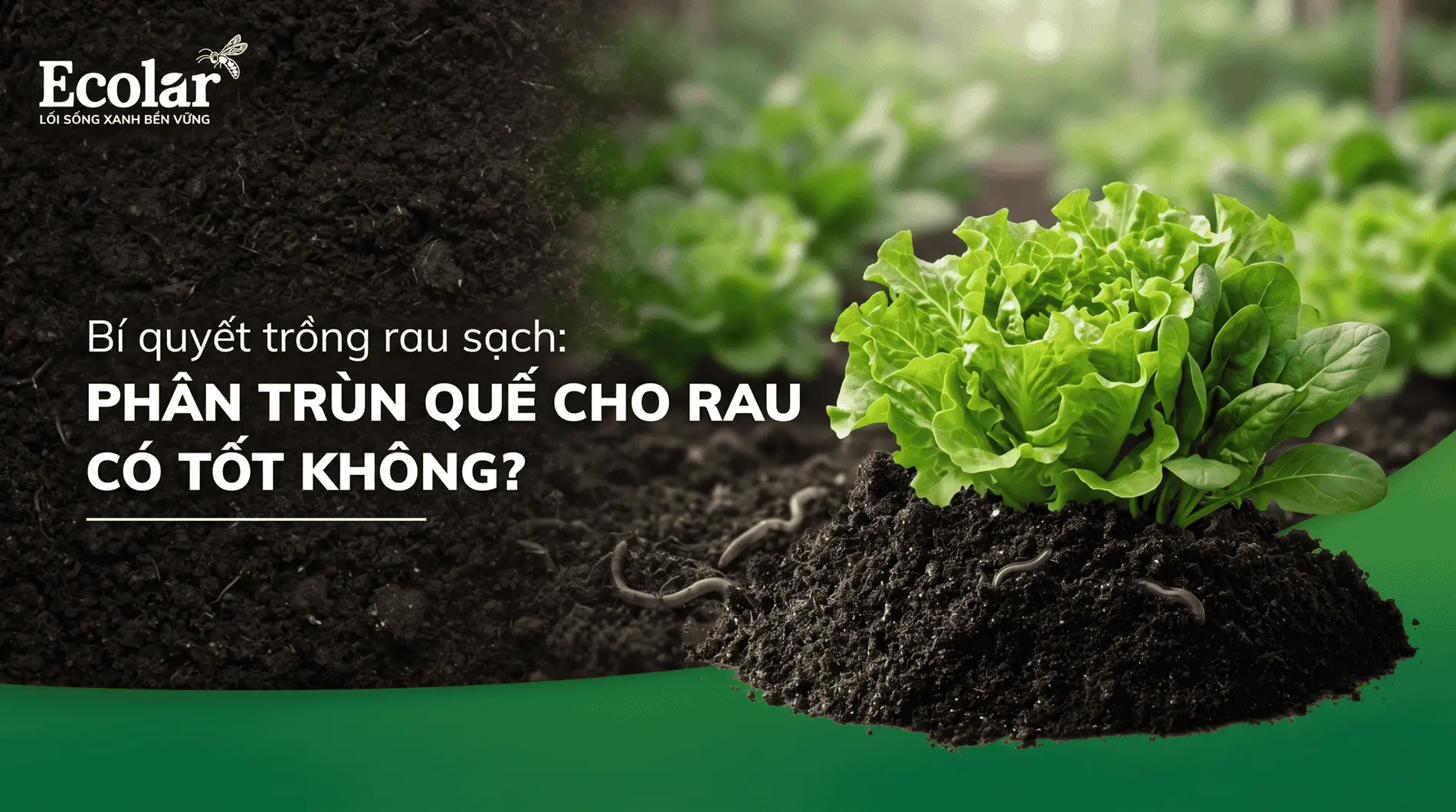 an-trun-que-cho-rau-co-tot-khong-loi-ich-cach-dung-va-luu-y-quan-trong_28a4ba6d2d44425a9e396e...webp