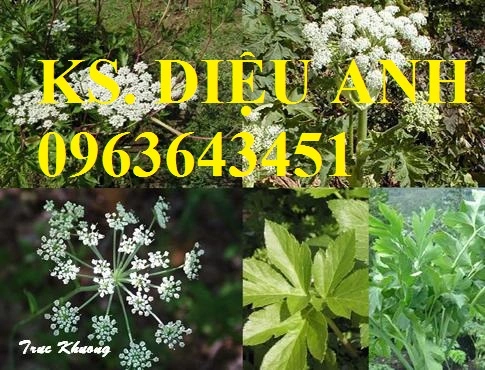 Angelica sinensis 12345 Hoa la.webp