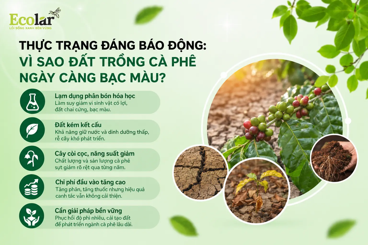 ao-dat-trong-ca-phe-ngay-cang-bac-mau_8e2b2b5a980247bca18317ea31e51aa2.webp