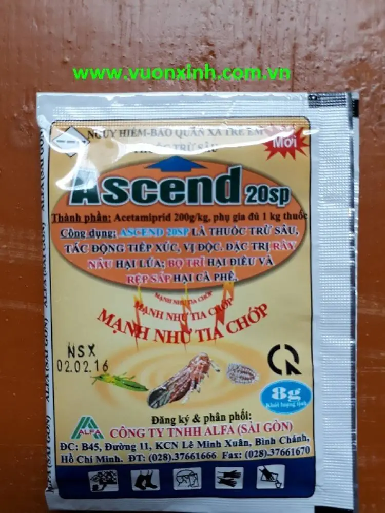 ascend.webp