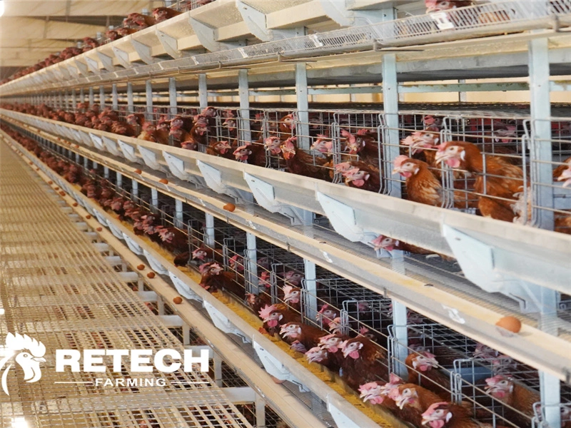 automatic chicken cage.webp