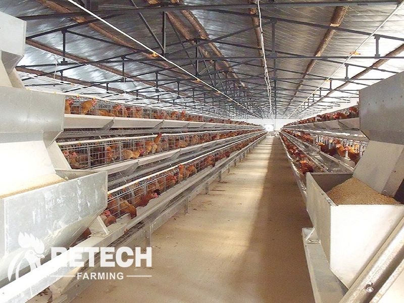 automatic chicken farms.webp