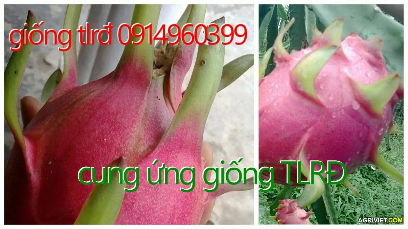 Aviary Photo_130293152387159450.webp