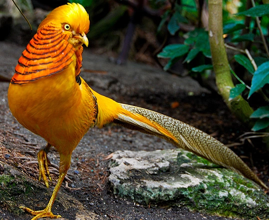 AYAM-YELLOW-PHEASANT.webp