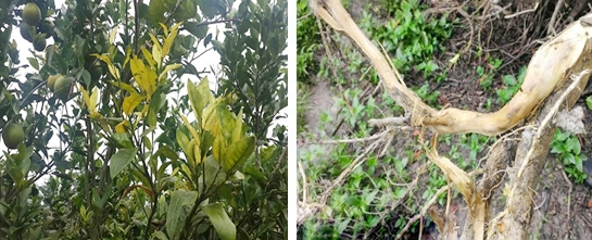 Bệnh vàng lá thối rễ trên cây có múi