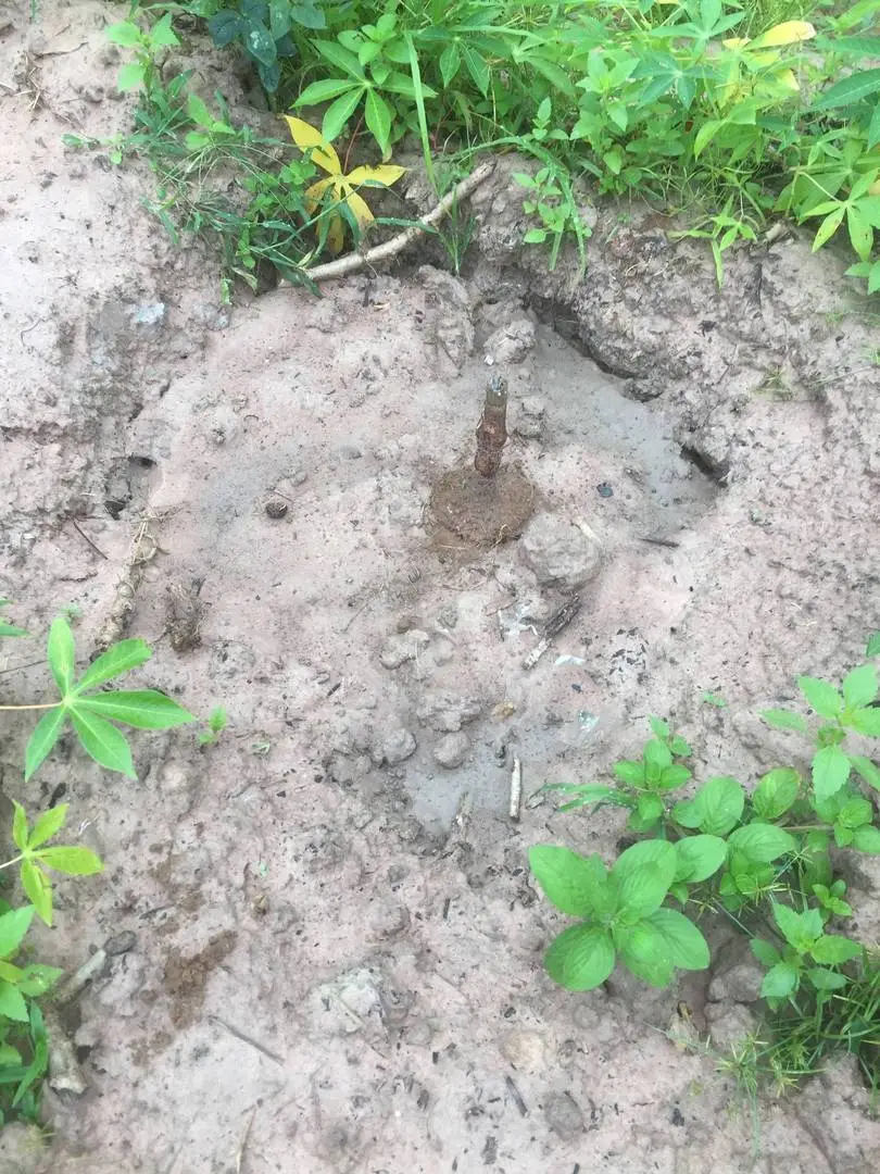 Hỏi về cây cao su