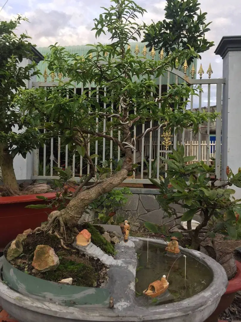 Giao lưu tiểu cảnh