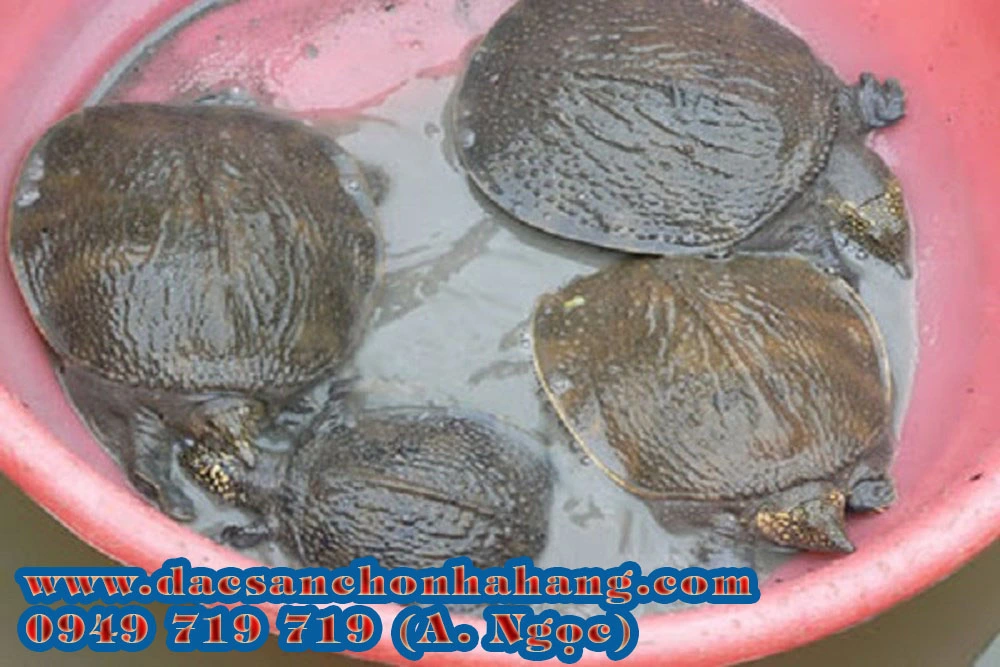 nuôi baba trong bể xi măng tại củ chi hcm