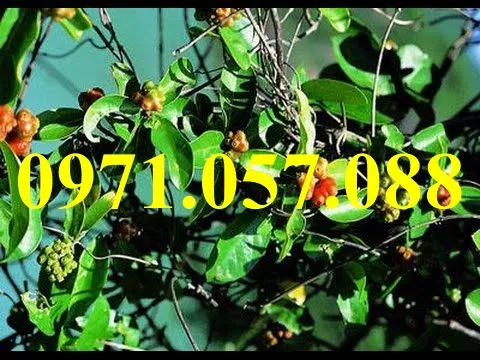 Ba kích tím1_result.webp