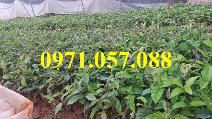 Ba kích tím2_result.webp