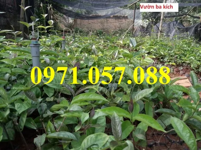 Ba kích tím3_result.webp