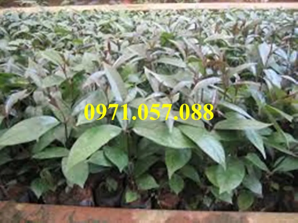 Ba kích tím4_result.webp