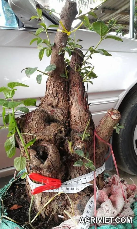 Cây mai  lạ , quý ,hiếm mới được tìm thấy.