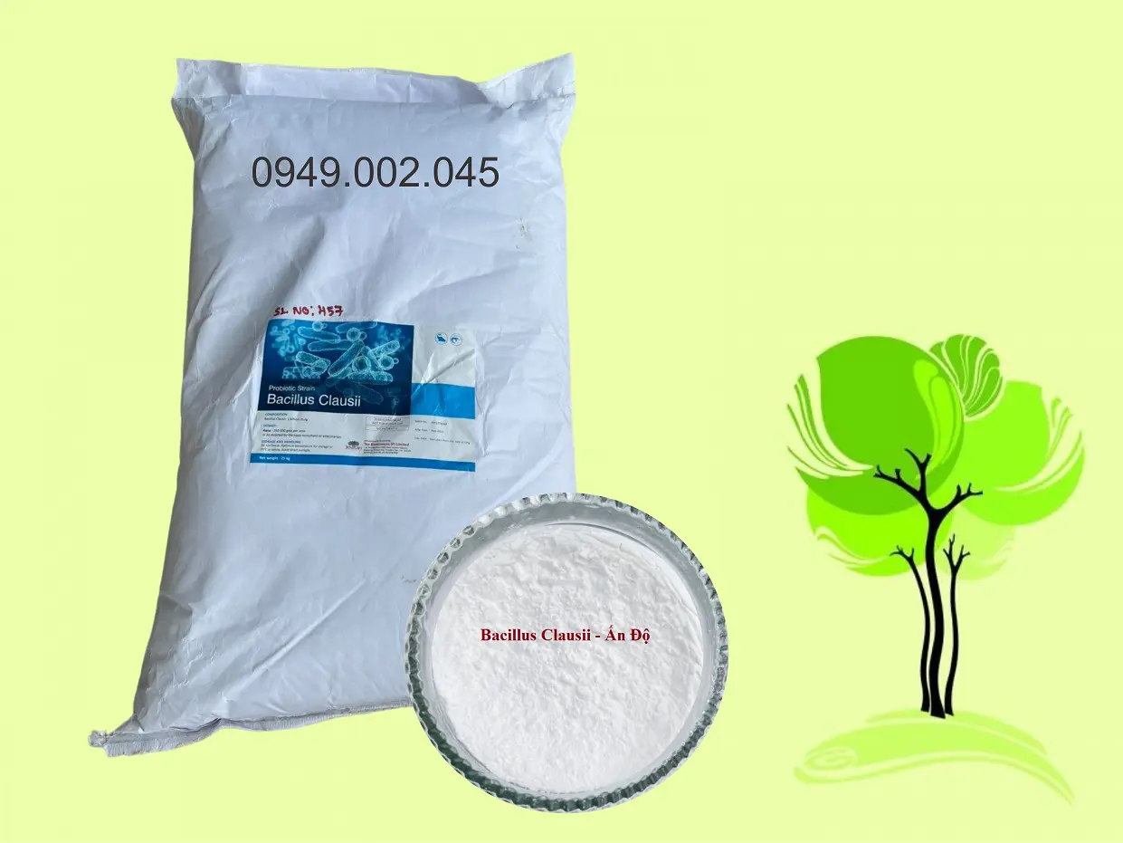 BACILLUS CLAUSII 2.webp