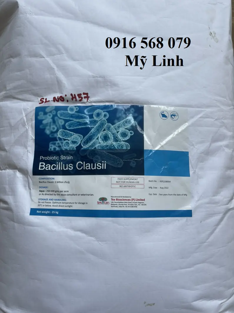 bacillus claussi.webp