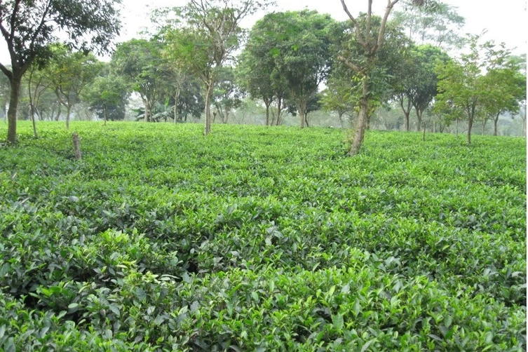 ban-cay-che-xanh 2.webp