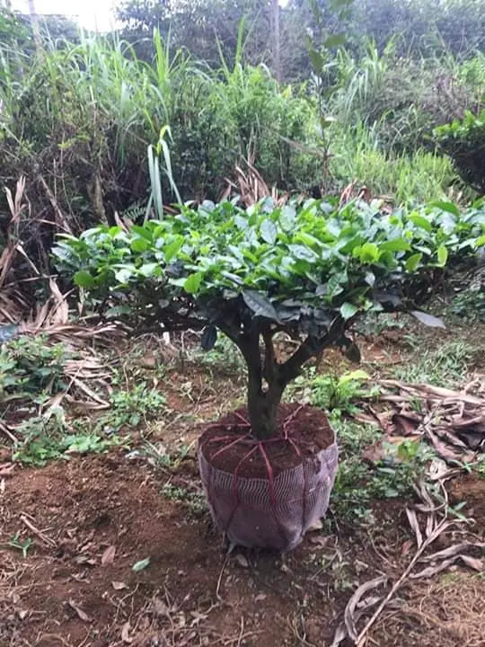 ban-cay-che-xanh 3.webp