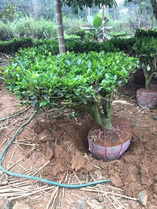 ban-cay-che-xanh 4.webp