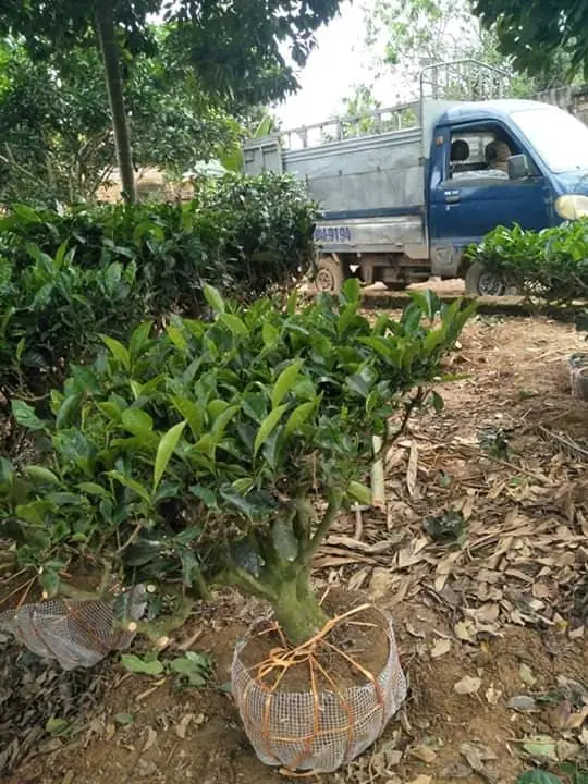 ban-cay-che-xanh 5.webp