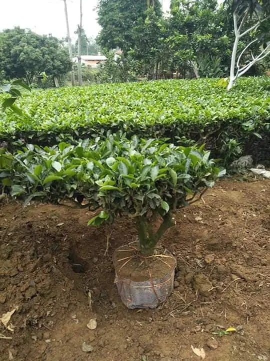 ban-cay-che-xanh 6.webp