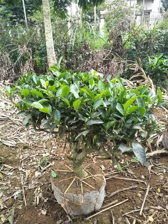 ban-cay-che-xanh 7.webp