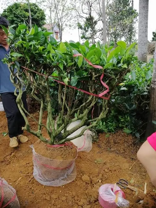 ban-cay-che-xanh 8.webp