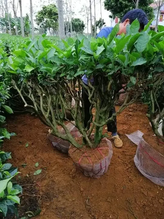 ban-cay-che-xanh 9.webp