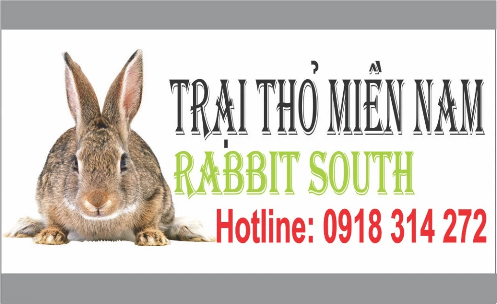 bán thỏ thịt thỏ giống.webp