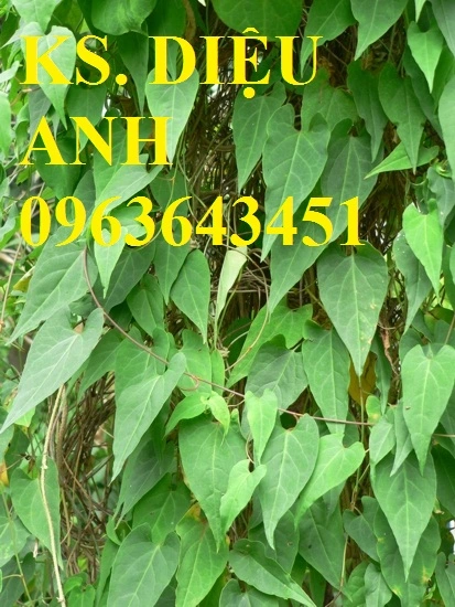 bao che ha thu o do 2.webp