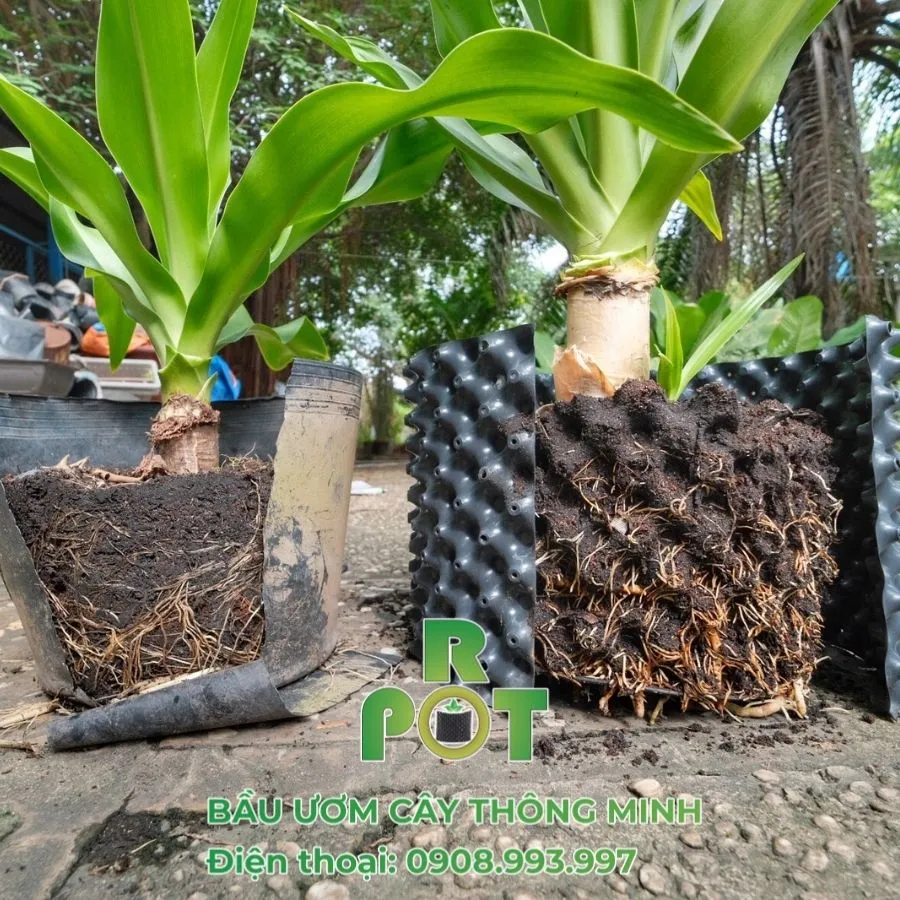 bau-uom-cay-thong-minh-ropot (5).webp