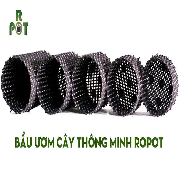 bau-uom-thong-minh.webp